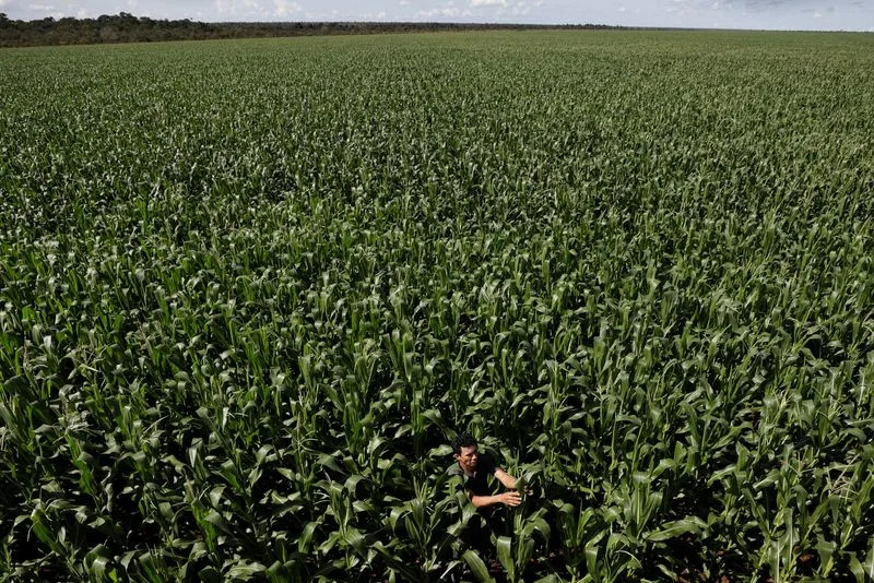 Soy grown illegally on Brazil’s tribal lands finds its way to global markets