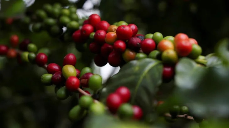 Coffee futures in New York jump 6% to new record amid ‘panic buying’