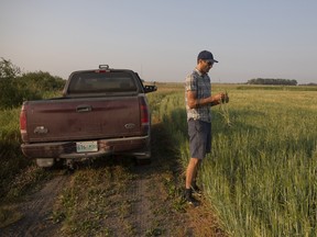 Farmers are converting crops into cattle feed due to the severe drought.