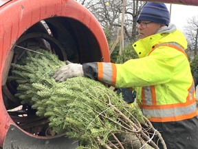 Christmas Tree Farmers Face Critical Shortage of New Blood