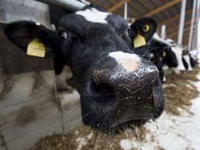 Dairy payout concerns are emerging regarding industry competitiveness.